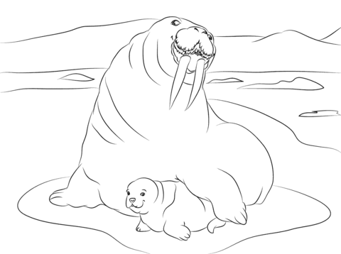 Walrus With Cute Baby Coloring Page